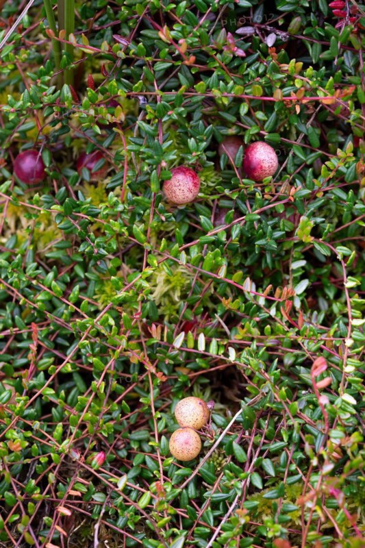 Small cranberry