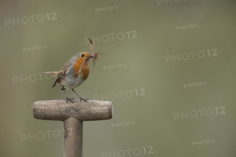 European robin