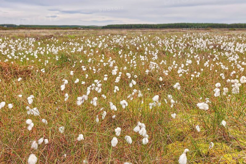 Narrow-leaved common cottongrass