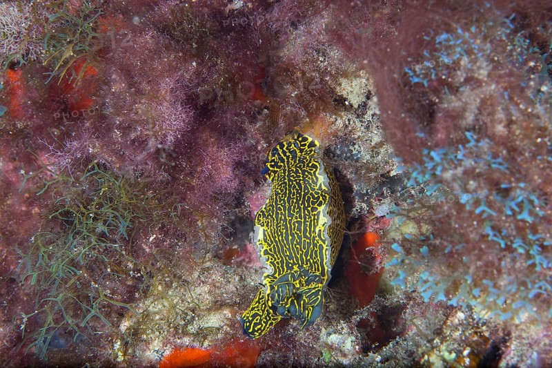 Yellow-violet star snail