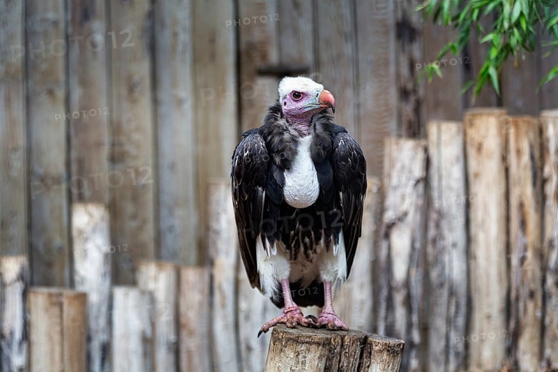 White-headed vulture