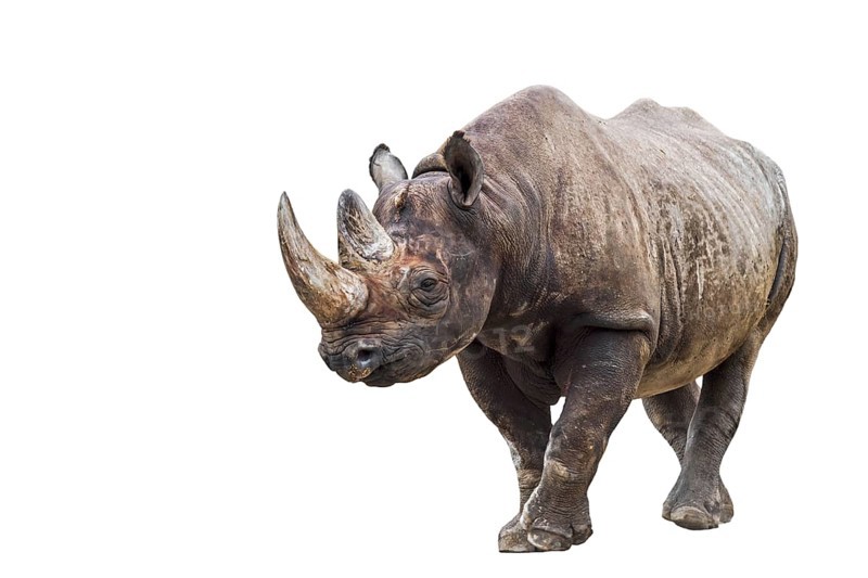 Black rhinoceros