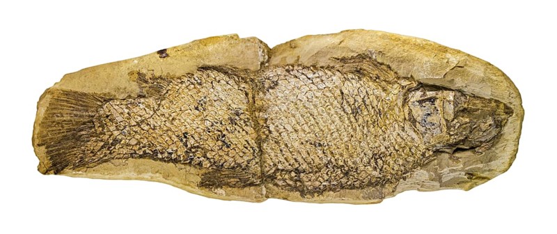 Fossilized fish Notelops brama against white background