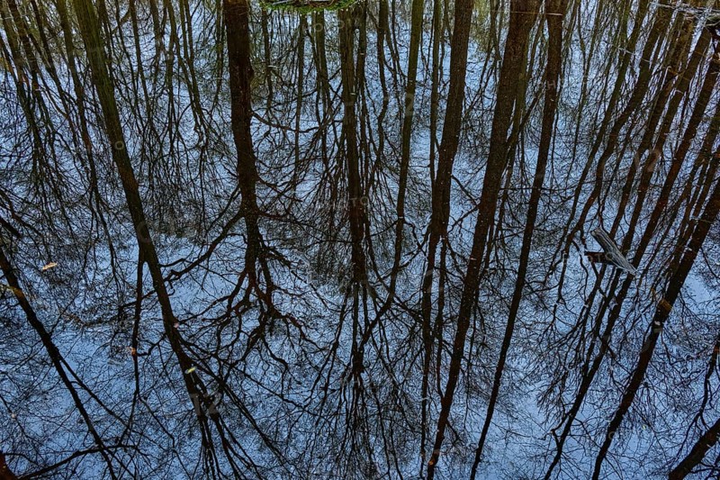 Reflection of tree crowns in a marshy body of water