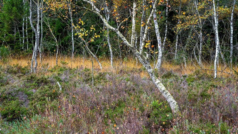 Autumn in the Kendlmuehlfilzen high moor
