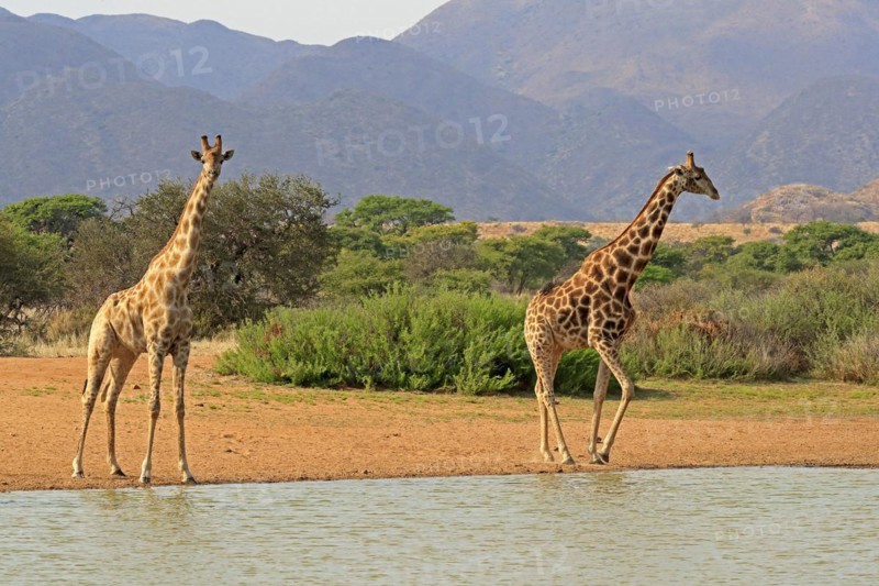 Southern giraffe
