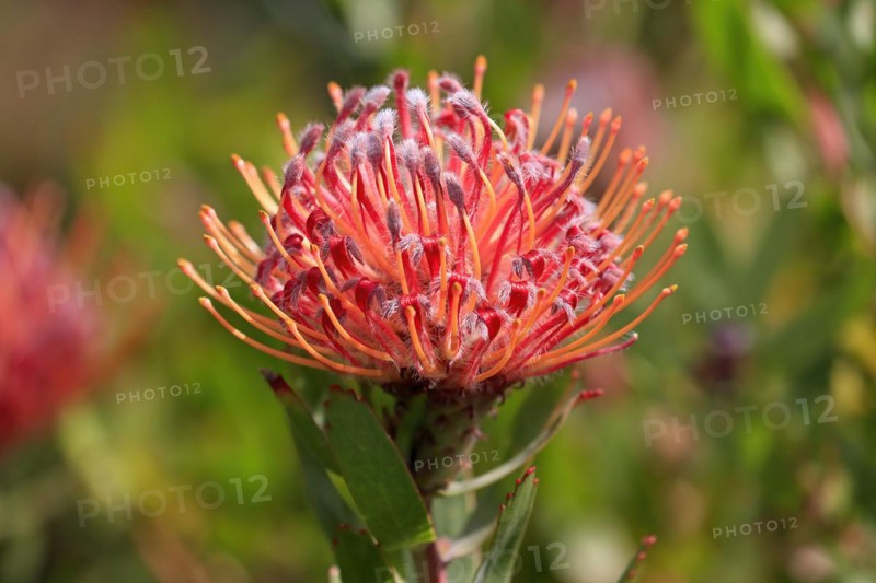 Pincushion Protea