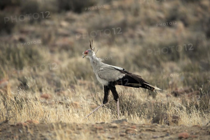 Secretary bird