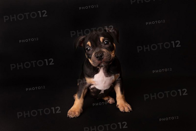 Puppy American Pit Bull Terrier sit on black background in studio