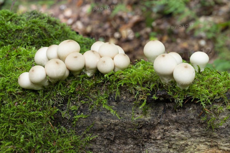 Common puffballs