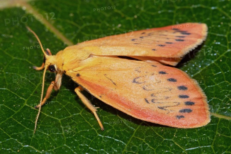 Rosy Footman Moth with closed wings sitting on green leaf looking left