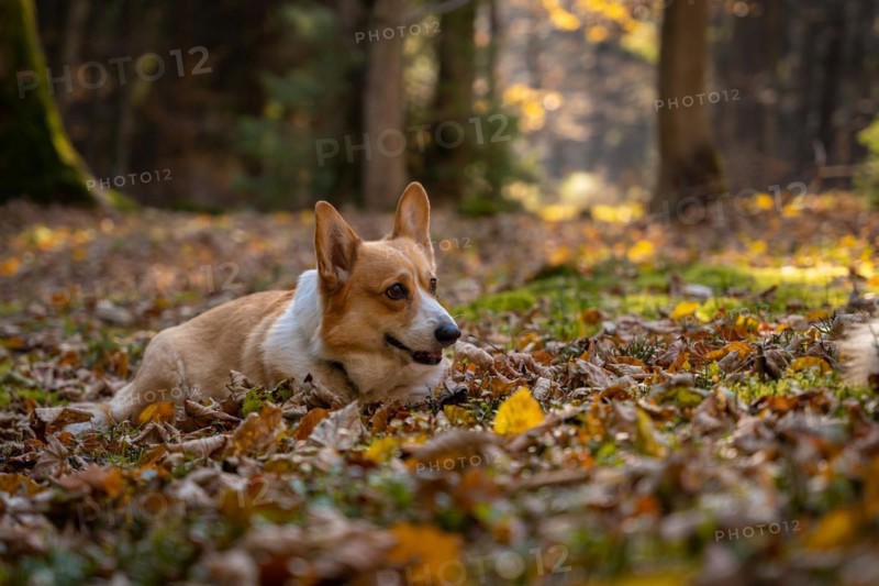 A Pembroke Welsh Corgi dog accompanying a hiking trail in the mountains. Poland