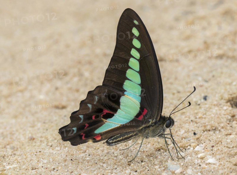 Hummingbird butterfly