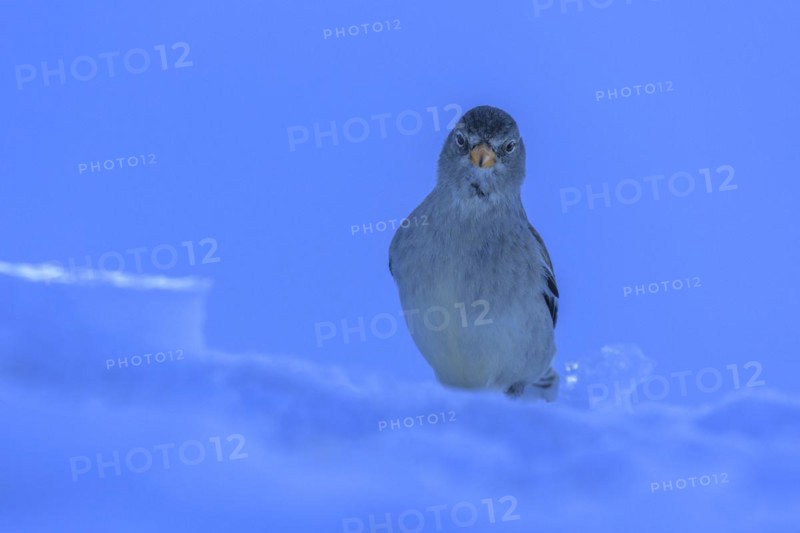 White-winged snowfinch