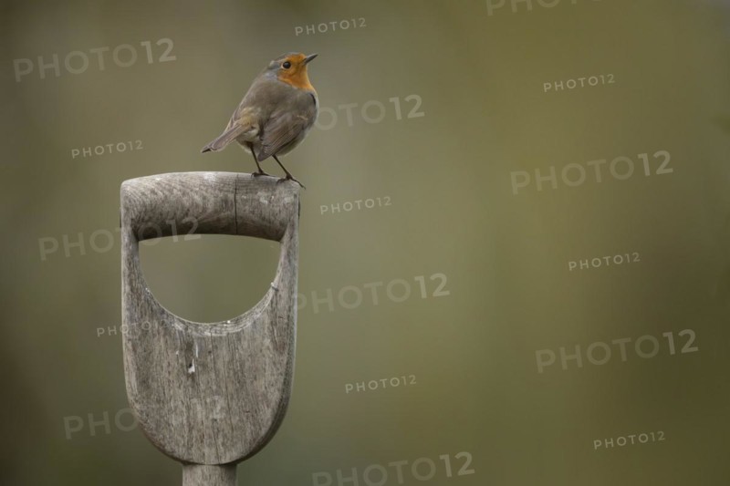 European robin