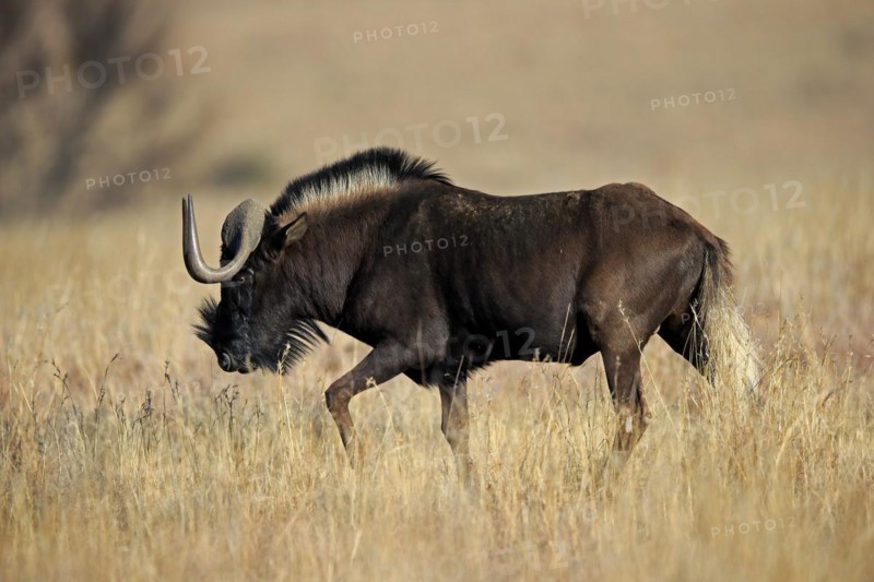 White-tailed gnu