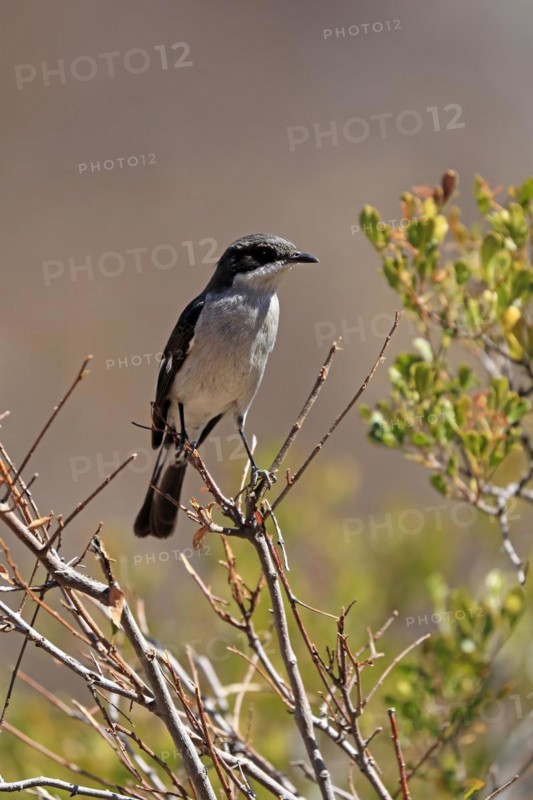 Shrike Flycatcher
