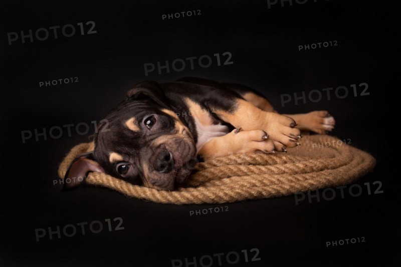 Puppy American Pit Bull Terrier sitt on a jute cord on black background in studio