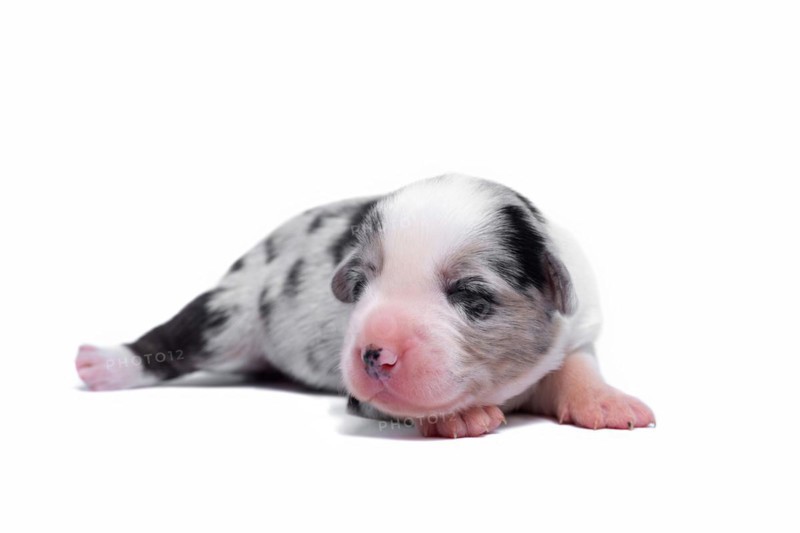 Ten days old excellent puppies of the Welsh Corgi Pembroke