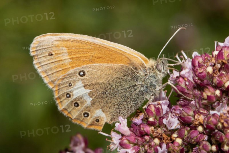 Red-browed meadowbird Butterfly with closed wings sitting on purple flowers sucking right seeing