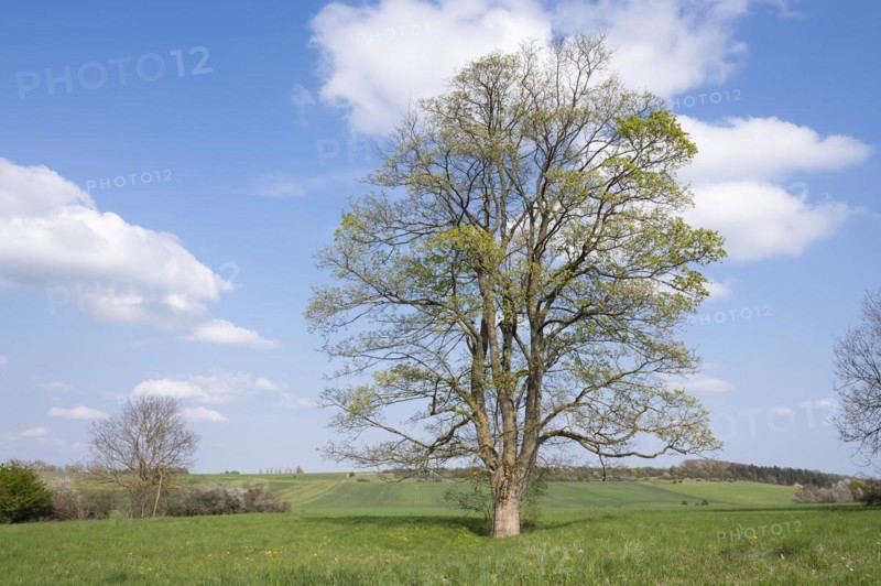 Sycamore maple