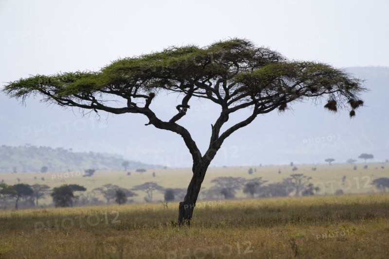 Umbrella thorn acacias