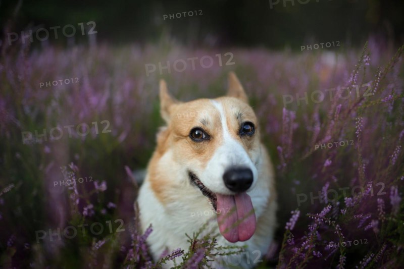 Pembroke Welsh Corgi dog sitting in a blooming heather meadow. Happy dog