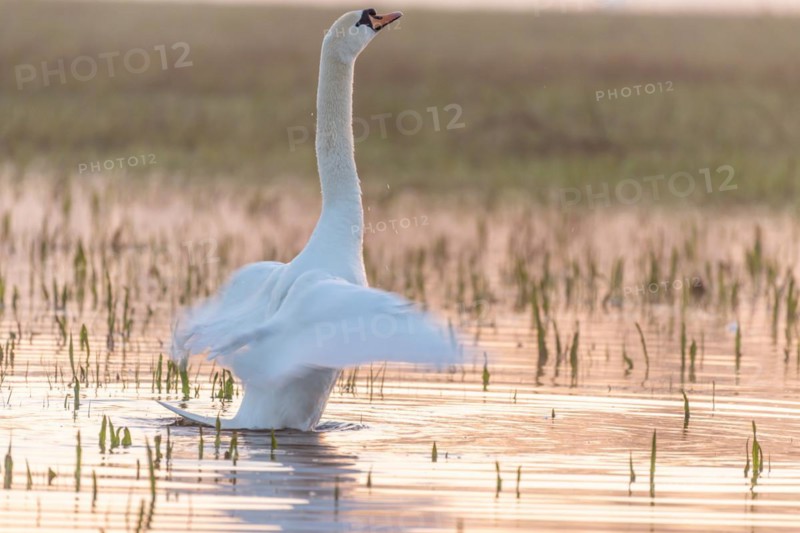 Mute swan