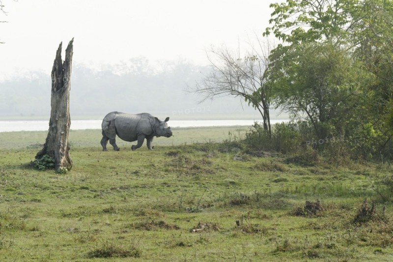 Indian Rhino