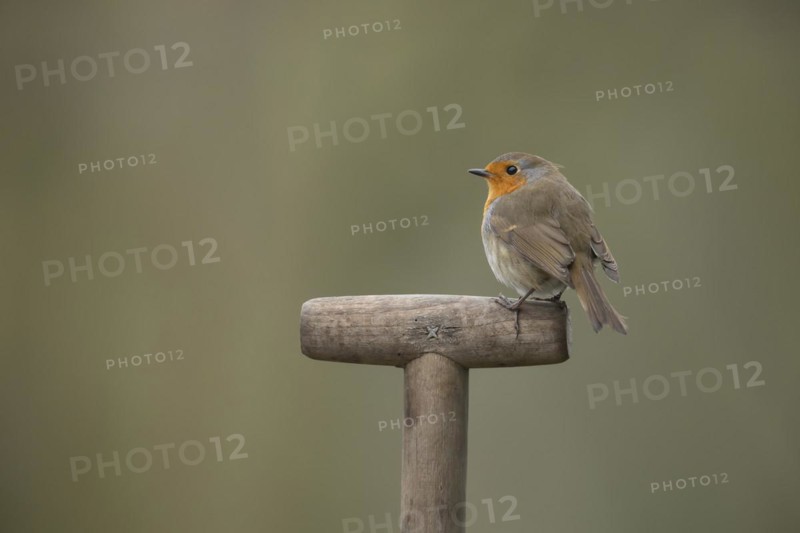 European robin