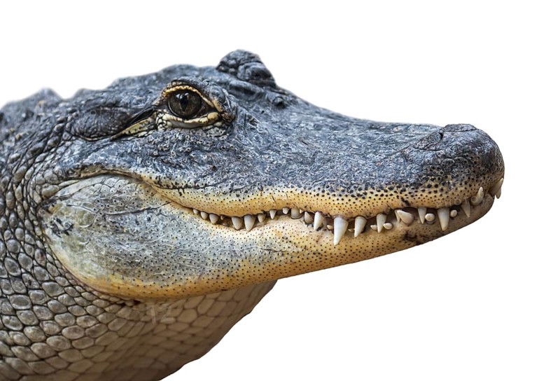 American alligator
