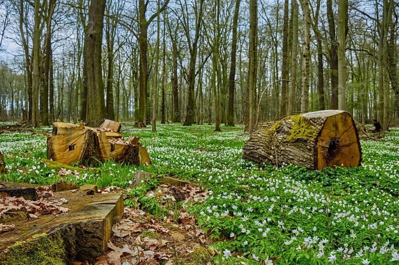 Forest floor full of flowering wood anemones and tree stumps