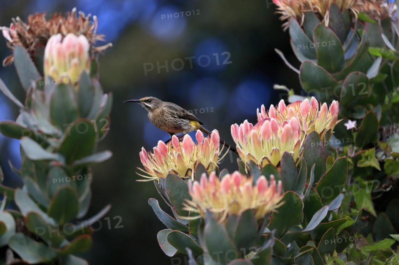 Protea aristata