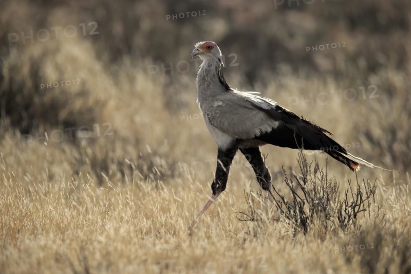 Secretary bird