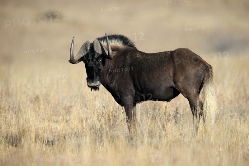 White-tailed gnu