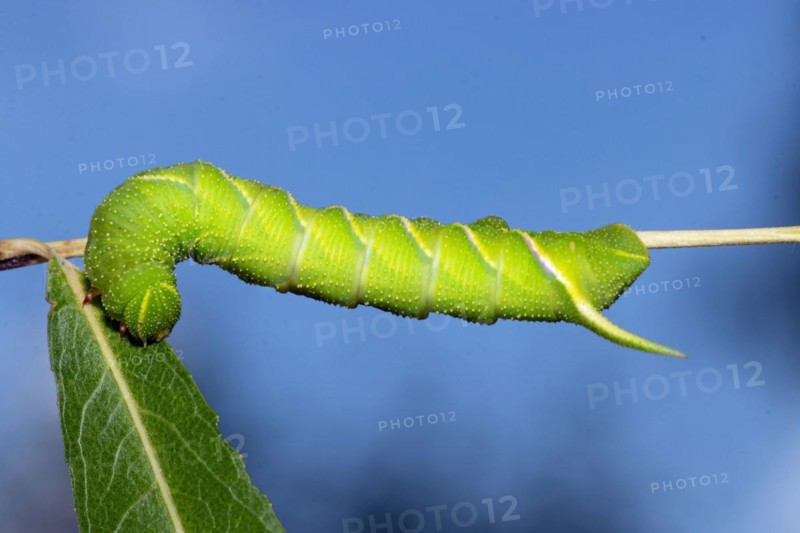 Privet hawk moth caterpillar hanging on stalk with green leaf feeding left looking down against blue sky