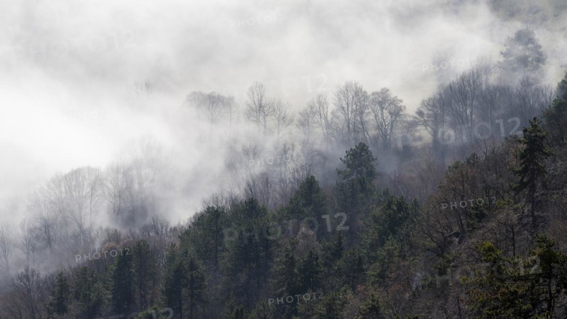 Clouds of mist in the forest