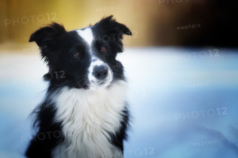 A Border Collie dog poses and shows various tricks in a somewhat wintery setting. Little snow