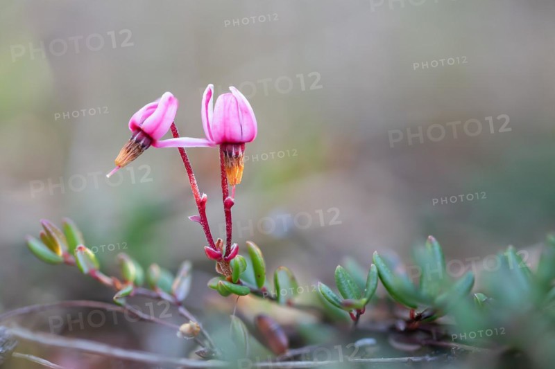 Small cranberry