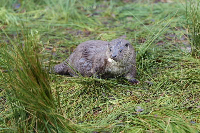 European otter