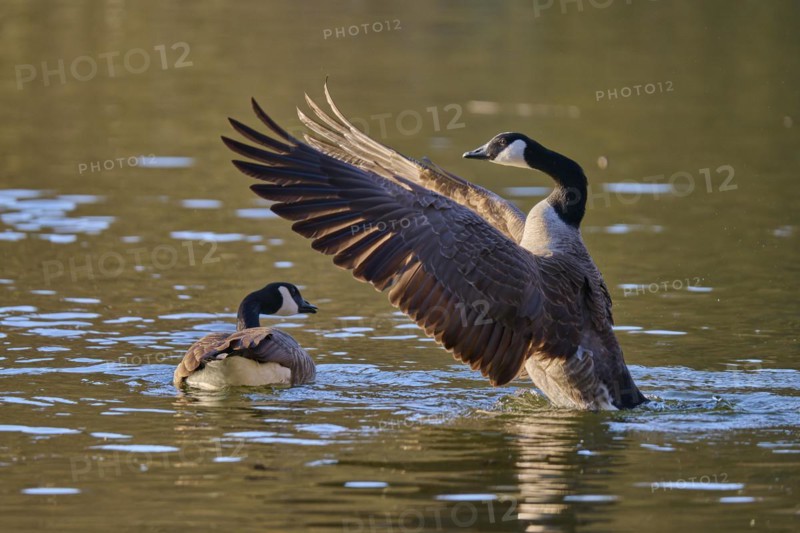 Canada Goose