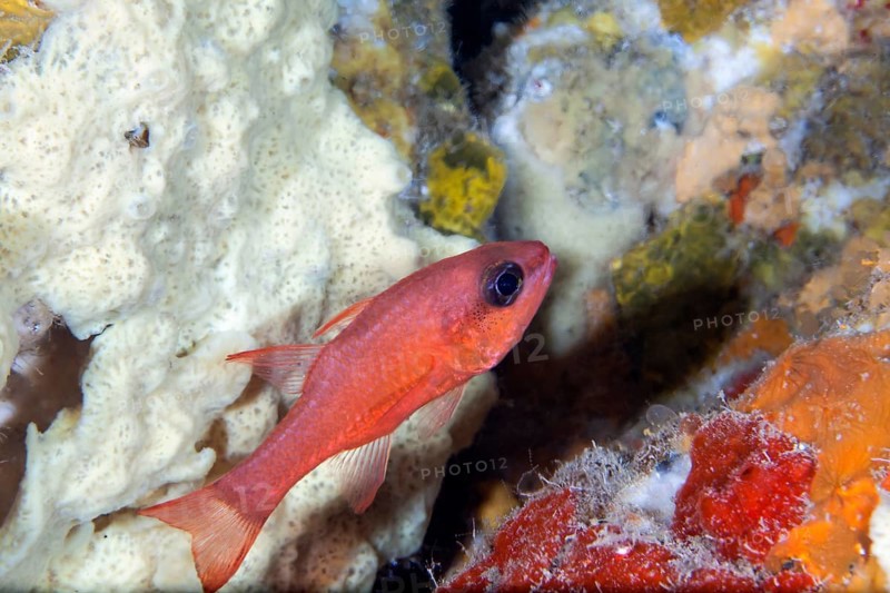 Cardinalfish