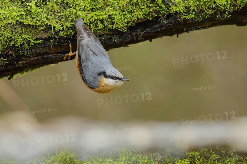 Eurasian nuthatch