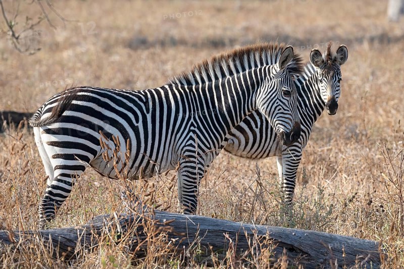 Plains Zebra of the subspecies crawshay's zebra