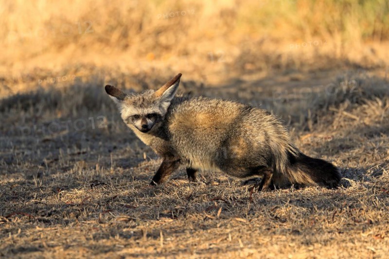 Bat-eared fox