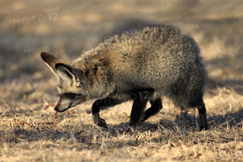 Bat-eared fox