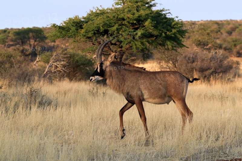 Roan antelope