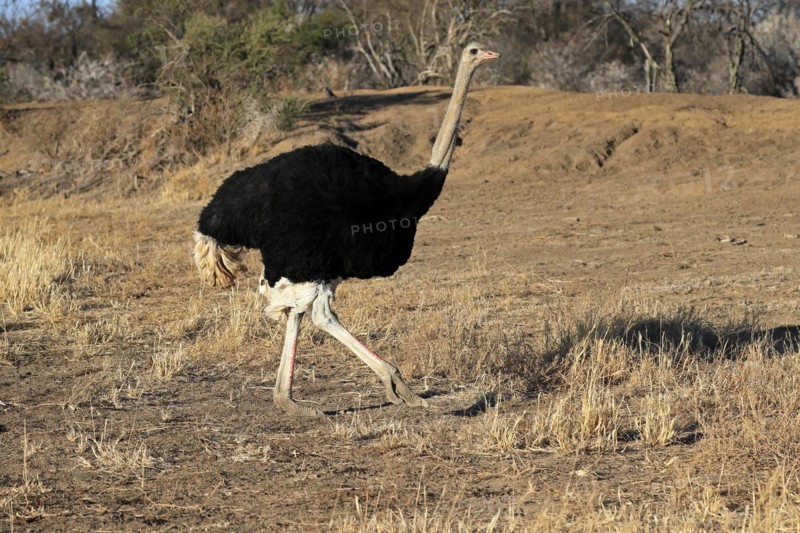 South African ostrich