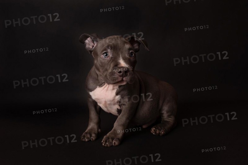 Puppy American Pit Bull Terrier sit on black background in studio