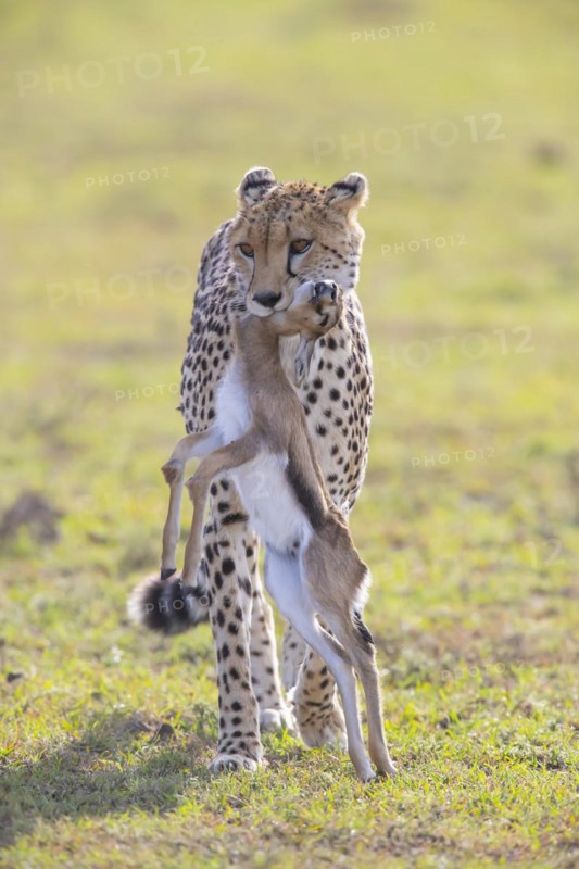 Cheetah